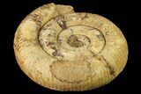 Jurassic Ammonite (Stephanoceras) Fossil - England #171260-2